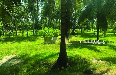 Pollachi  Duraiyur Farm